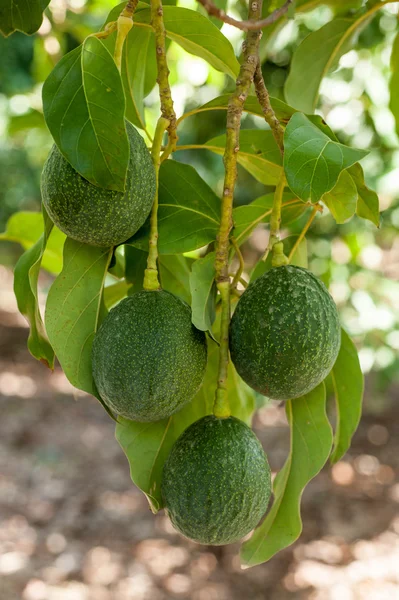 Плоды авокадо растут на дереве — стоковое фото