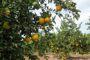 mandalina ağaçları büyüyor