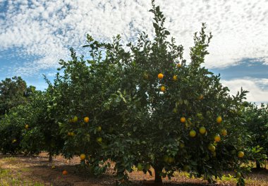 mandalina ağaçları büyüyor