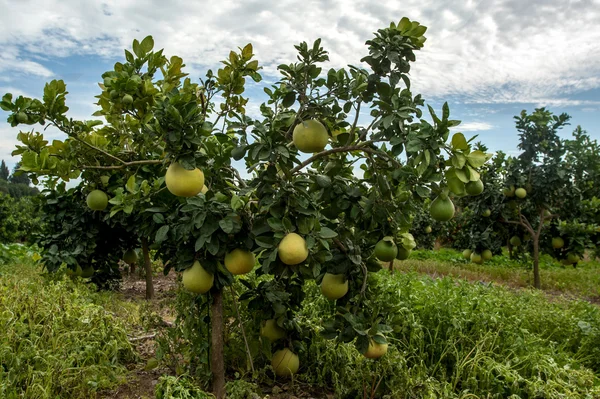Pomelo frutos amadurecendo — Fotografia de Stock