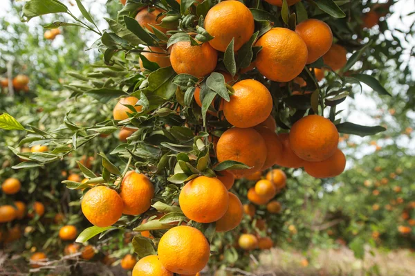 Reife Mandarinen auf Ästen — Stockfoto