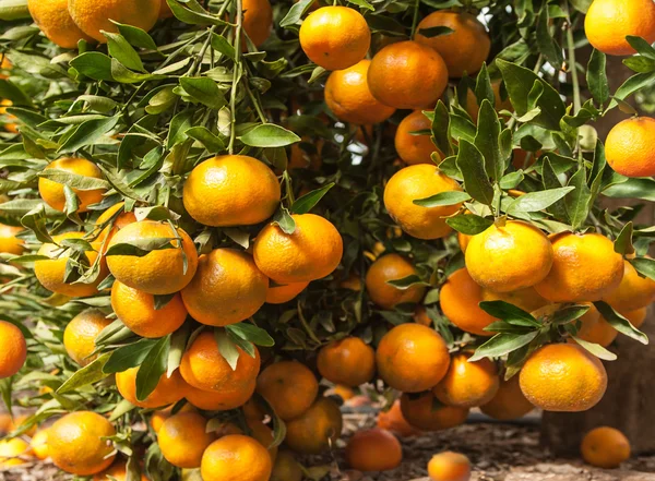 Mandarini maturi sui rami — Foto Stock