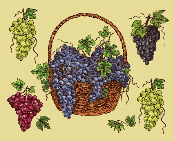 Cesta con uva madura — Vector de stock