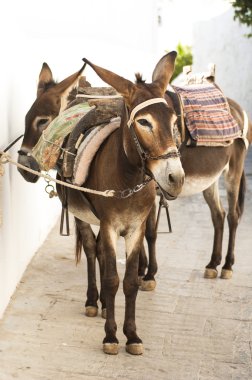 Donkeys in Lindos, Greece  clipart