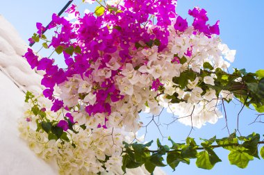 Bougainvillea flowers in the Lindos street, Greece clipart