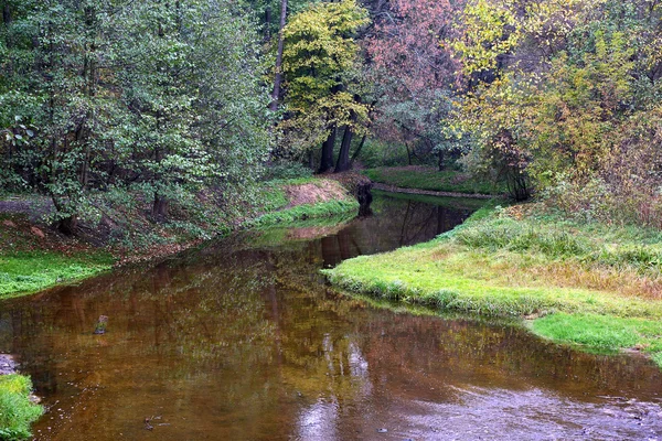 Ormanda akarsu — Stok fotoğraf