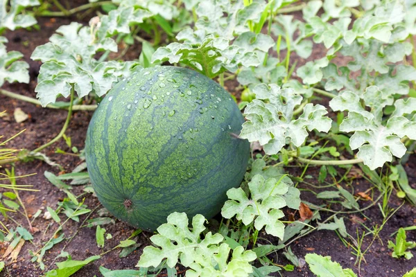 Reife gestreifte Wassermelone — Stockfoto