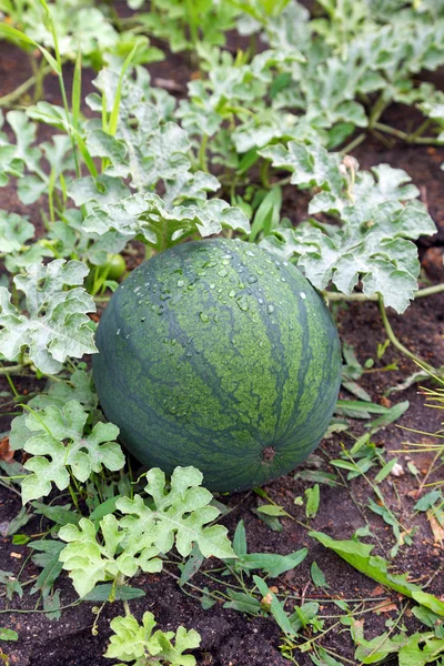 Watermelon on the plantation — Stock Photo, Image