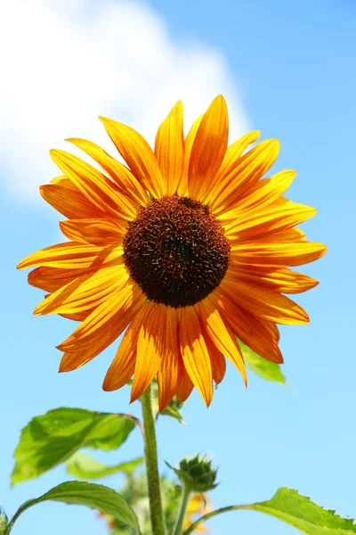 Słonecznik ozdobny — Zdjęcie stockowe