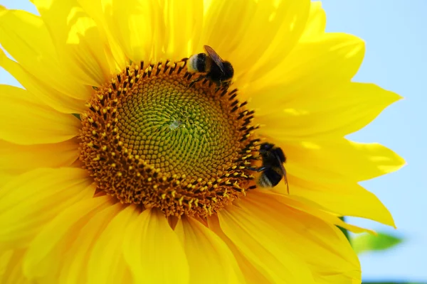 Bombi su un girasole giallo — Foto Stock