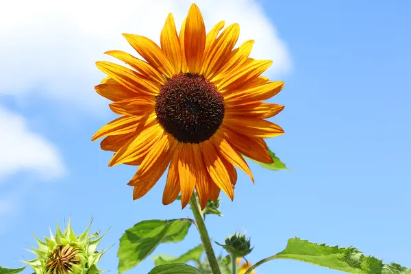 Sunflower — Stock Photo, Image