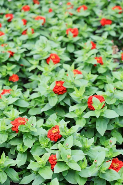 Red flowers — Stock Photo, Image