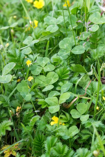 Koberec z jetele Potentilla anserina — Stock fotografie