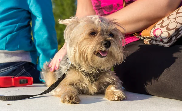 Jovem yorkshire terrier — Fotografia de Stock