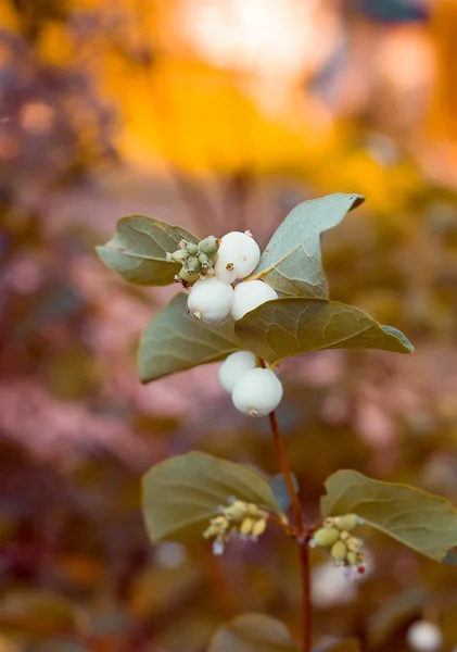 Sprig with the fruits of snowberry — Stock Photo, Image