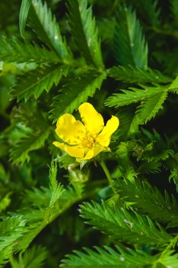 Potentilla anserina, Silverweed