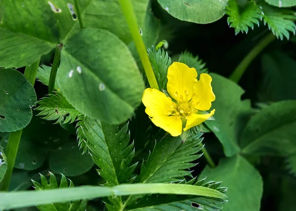 Potentilla anserina, Silverweed — Stock Photo, Image