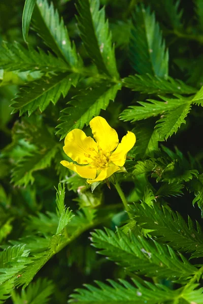 Potentilla anserina, Silverweed — стокове фото