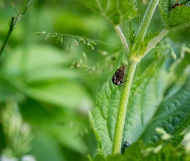 Ağaç hopper Centrotus cornutus