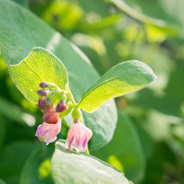 Çiçek Snowberries, Symphoricarpos