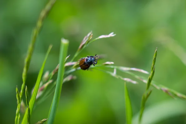 Escarabajo de jardín, Phyllopertha horticola — Foto de Stock