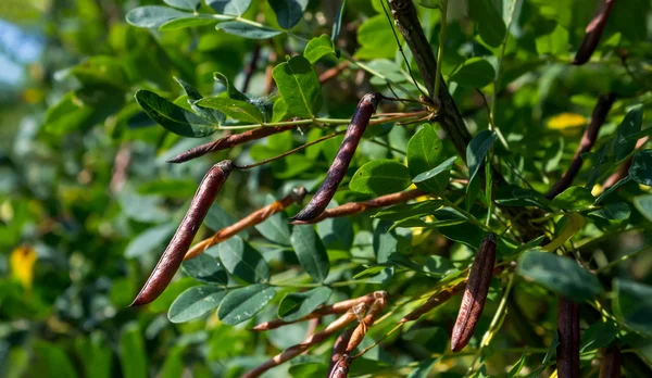 Caragana träd, gula akacia — Stockfoto