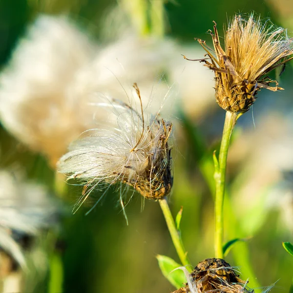 Fluffy Faded Thistle — Stock Photo, Image