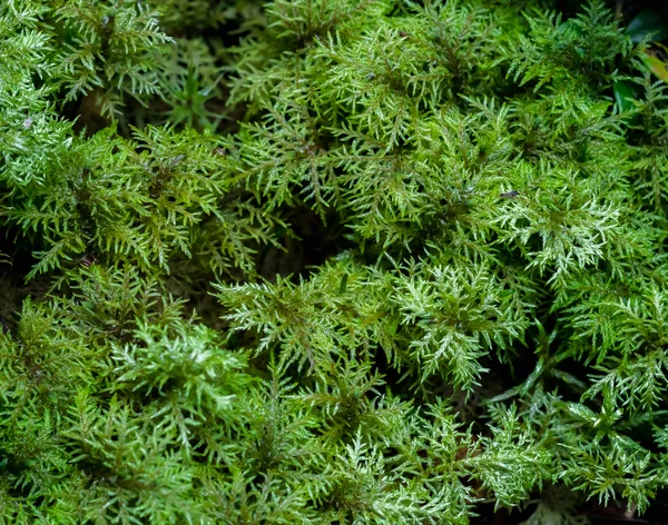 Moss Hylocomium splendens —  Fotos de Stock