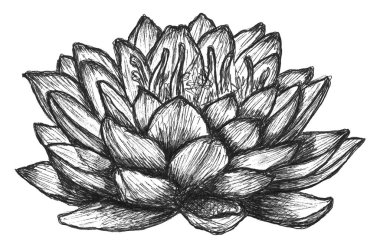 Çiçekli nilüferler