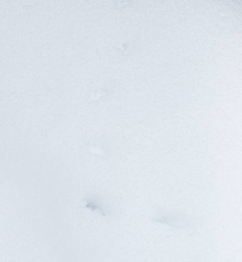 Karda canavarın izleri.