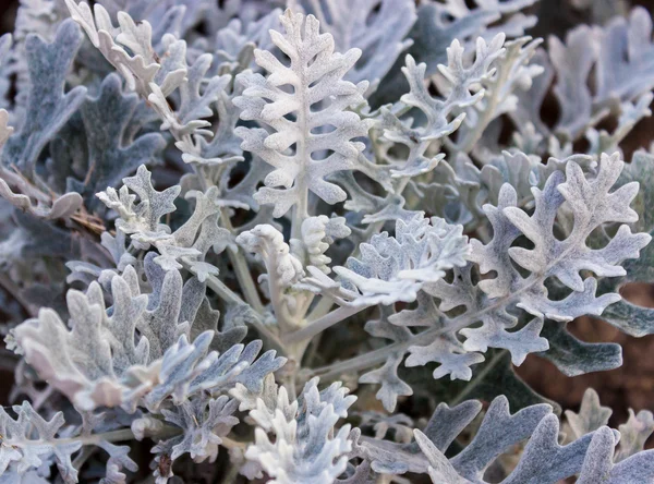 Cineraria silver — Stockfoto