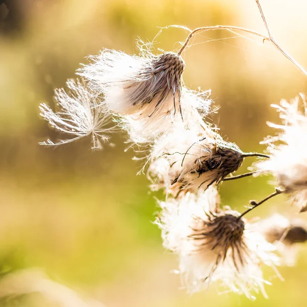 Faded Thistle — Stock Photo, Image