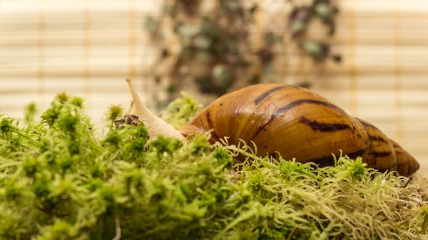 Albino snail — Stock Photo, Image