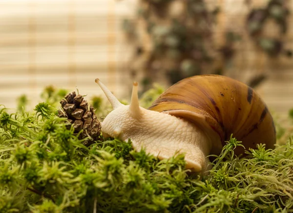 Albino snail — Stock Photo, Image