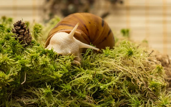 Albino snail — Stock Photo, Image