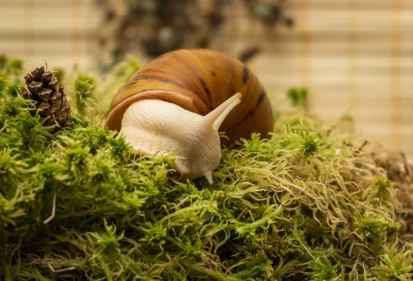 Albino snail — Stock Photo, Image