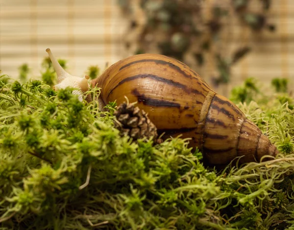 Albino snail — Stock Photo, Image