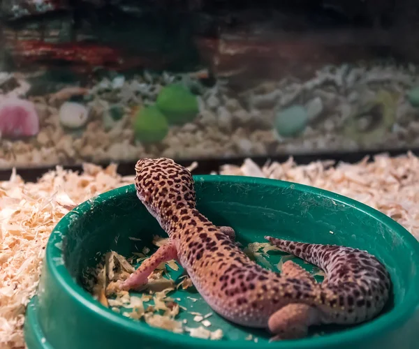 Gecko леопард — стокове фото