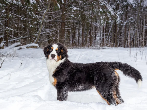 Sennenhond — Stockfoto