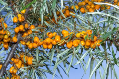 seabuckthorn şubeleri
