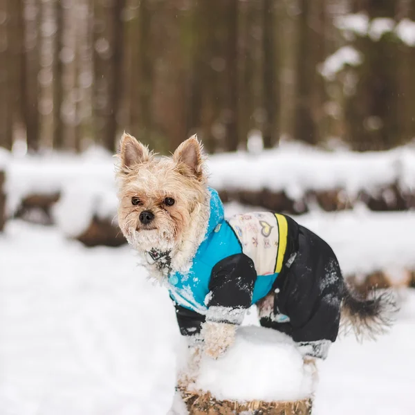 Yorkshire terrier — Stockfoto