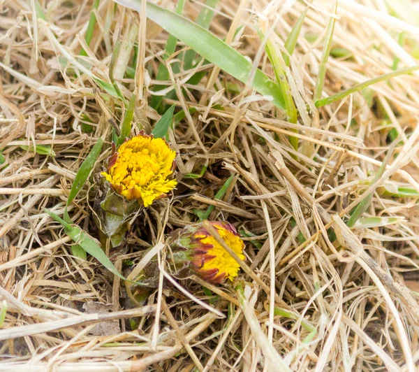 Hahnenfuß, tussilago farfarfara — Stockfoto