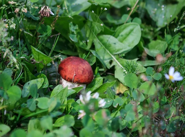 오렌지 모자 boletus — 스톡 사진