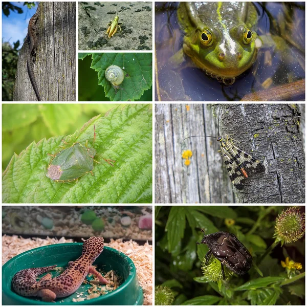 Collage av djur och insekter — Stockfoto
