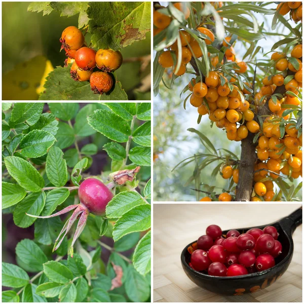 Collage mit Beeren — Stockfoto