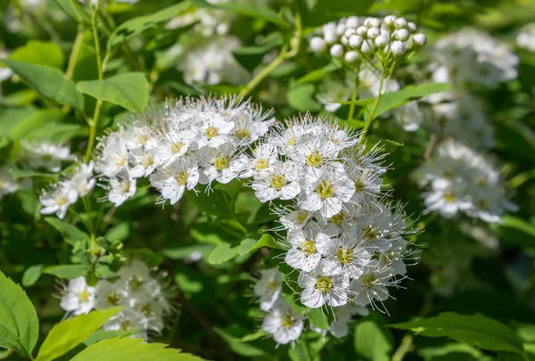 Puzyreplodnik kalinolistny, Physocarpus opulifolius — Stock Photo, Image