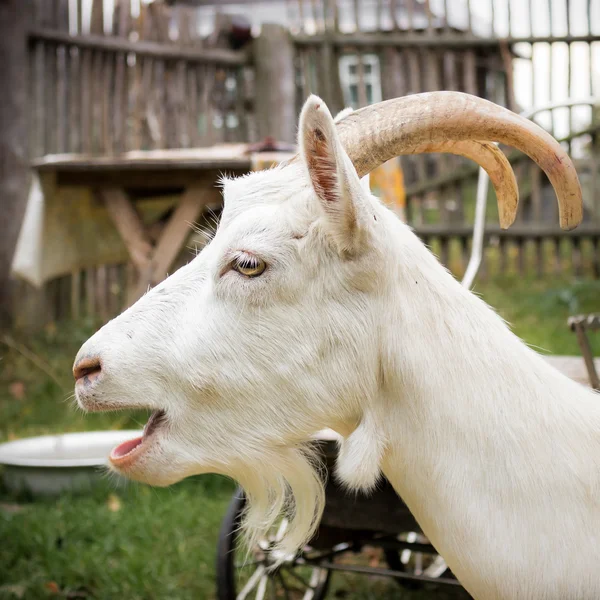 White goat — Stock Photo, Image