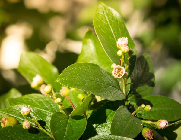 Melanocarpa de Cotoneaster — Foto de Stock