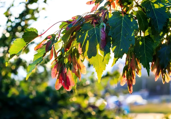 Arce de plata, Acer saccarinum —  Fotos de Stock