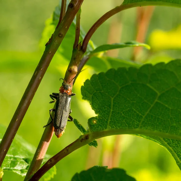 Cantharis rustica — Zdjęcie stockowe